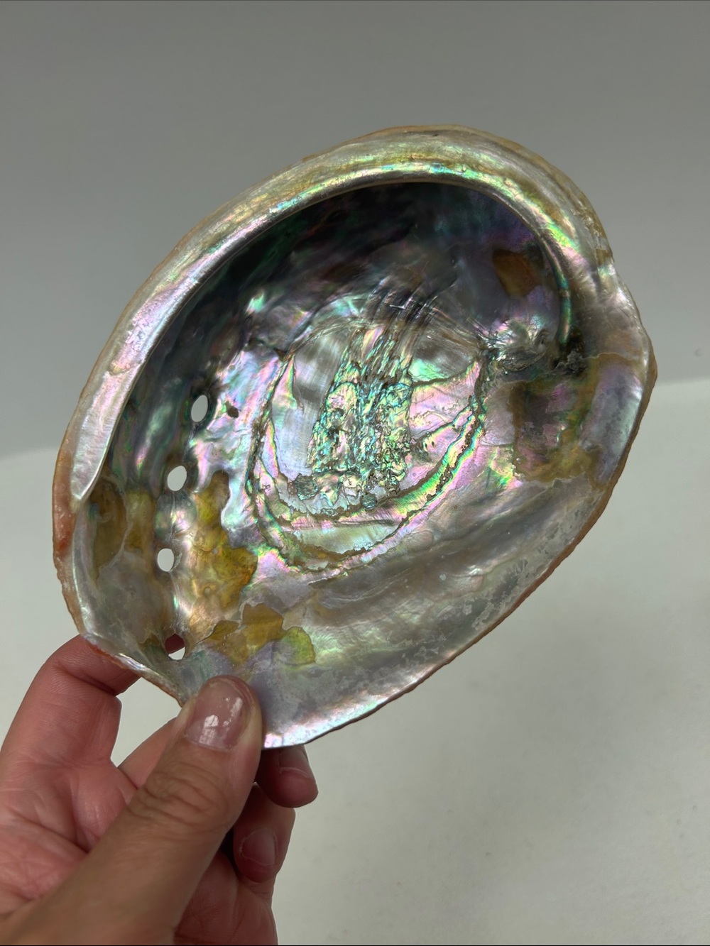 Vintage  large natural iridescent 6.5 x 1 3/4 Abalone / smudging shell